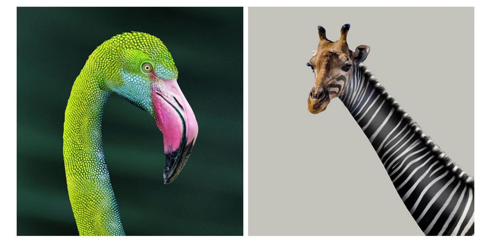 H World International - Hybreeting by DH