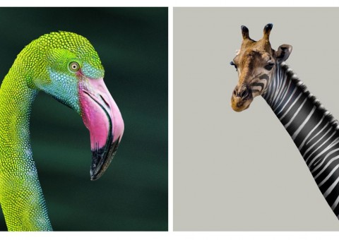 H World International - Hybreeting by DH